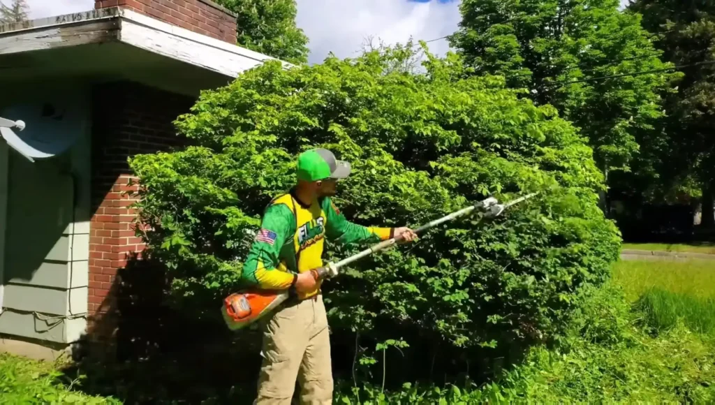 Our Waco lawn services team trimming a dense green bush