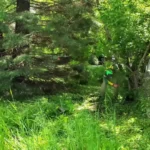 Trimming bushes and overgrowth near backyard fence in Waco